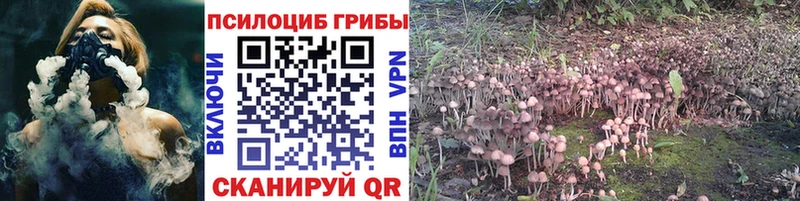 Купить закладки  Шимановск  Псилоцибиновые грибы Cubensis 